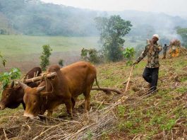 ethiopia_tesfaye_farmjs.jpg